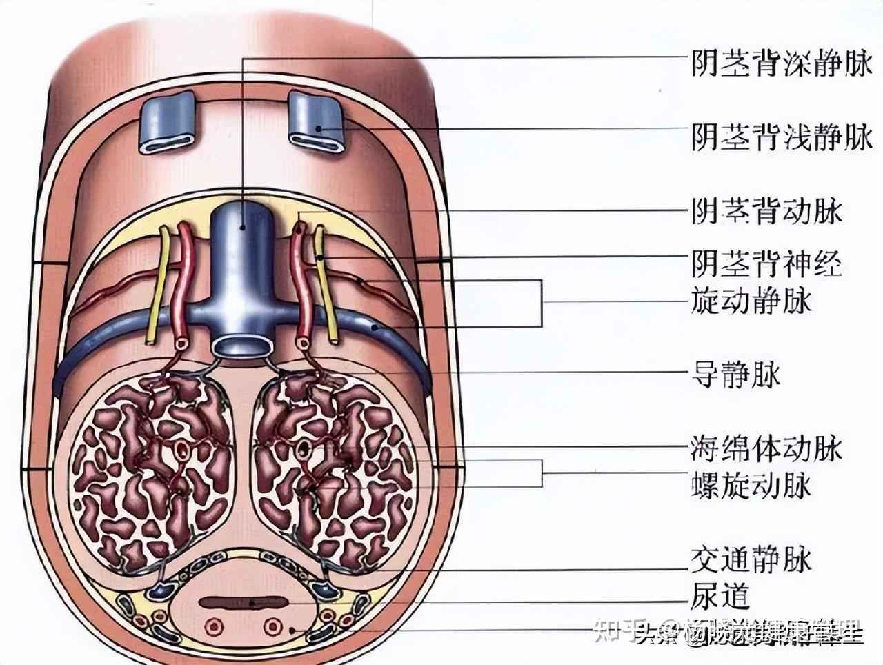 成年男生隐私位置图片