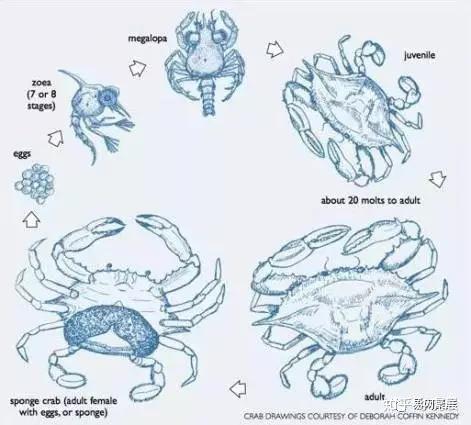 螃蟹的成长过程连图片图片