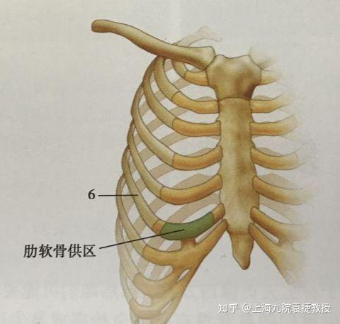 为什么众多鼻整形材料中肋软骨深受好评 知乎