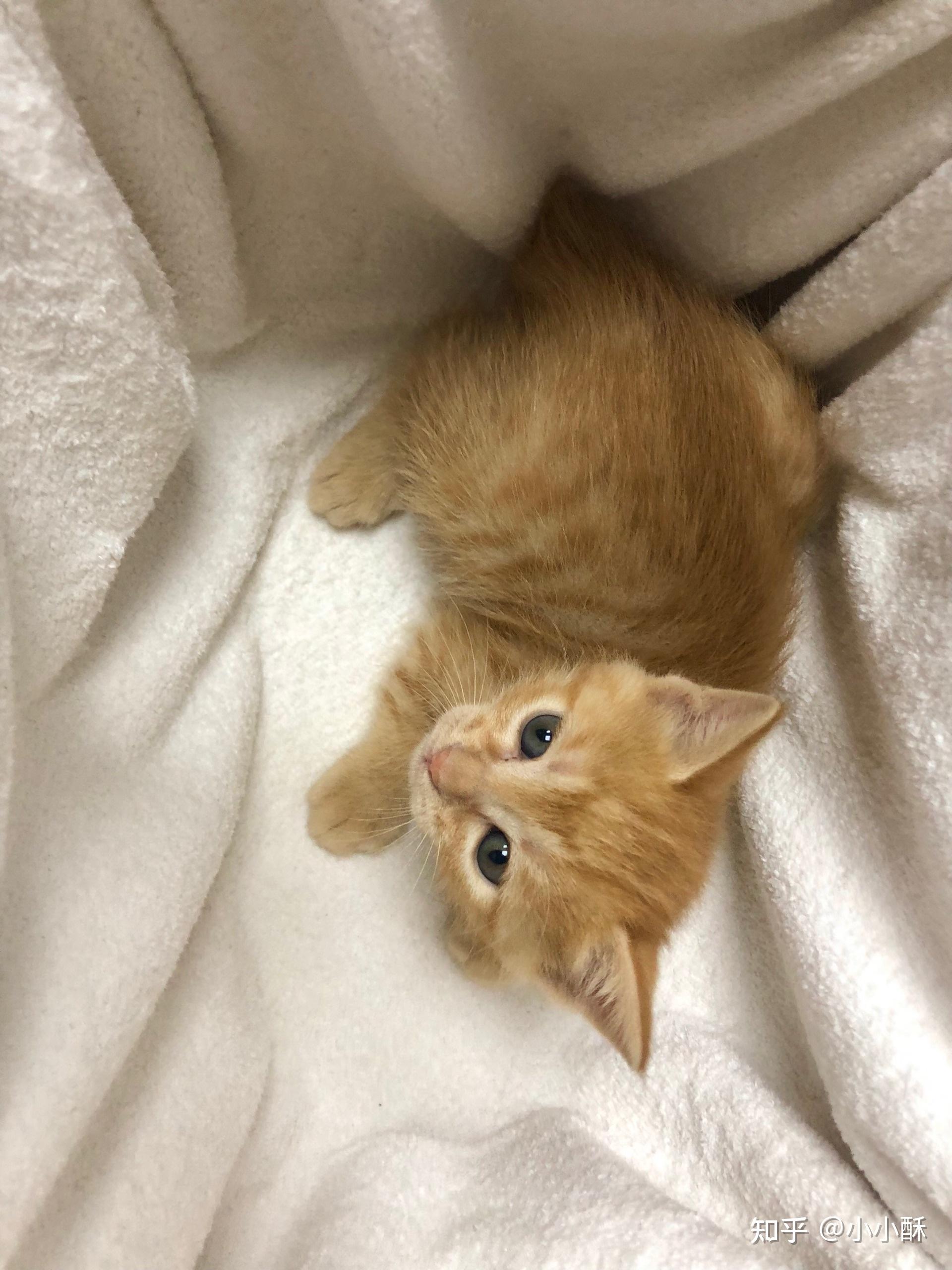 坐标南京,想领养小橘猫的小伙伴联系我