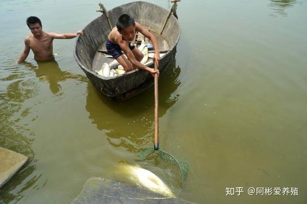 鱼病诊断很难 鱼塘常死鱼 掉鳞多 出太阳后水就变成 锈水 怎么回事 知乎