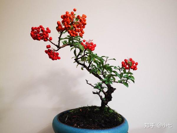 人称“红军果”,果实像“火把”,漂亮又喜庆,带回家做盆景很好 - 知乎