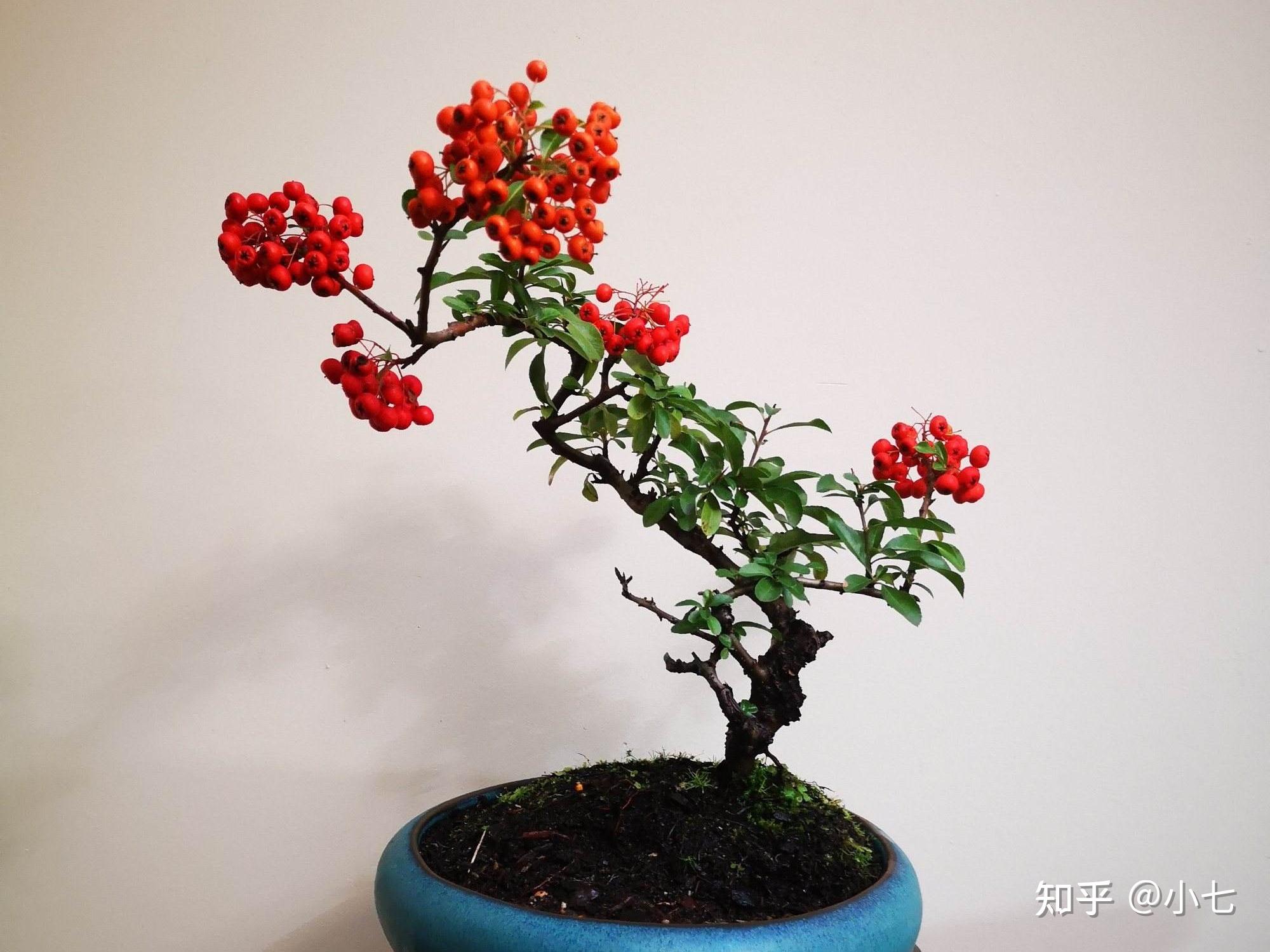 作为一种十分常见的植物,火棘会结出红彤彤的果子出来,看起来很是漂亮