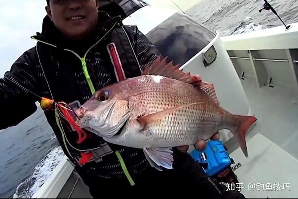 真鲷最喜欢吃什么味型的食物?真鲷的觅食习性和垂钓方法 - 知乎