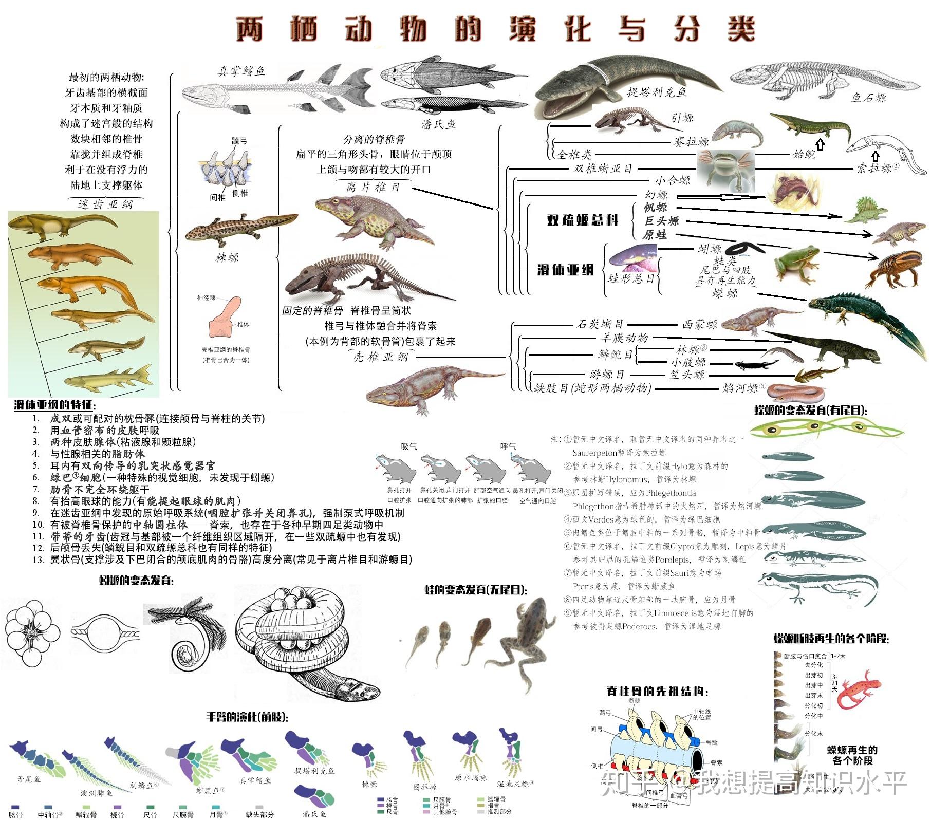 两栖类动物的发育过程图片