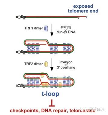 破解端粒酶的神话？ - 知乎