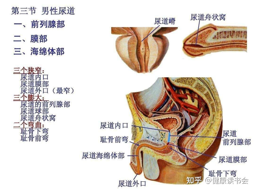 骨骼系统是运动系统的一部分)八:认识你的骨骼系统(人体所有的生理