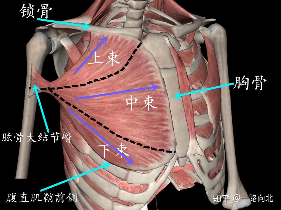胸肌前面观解剖图图片