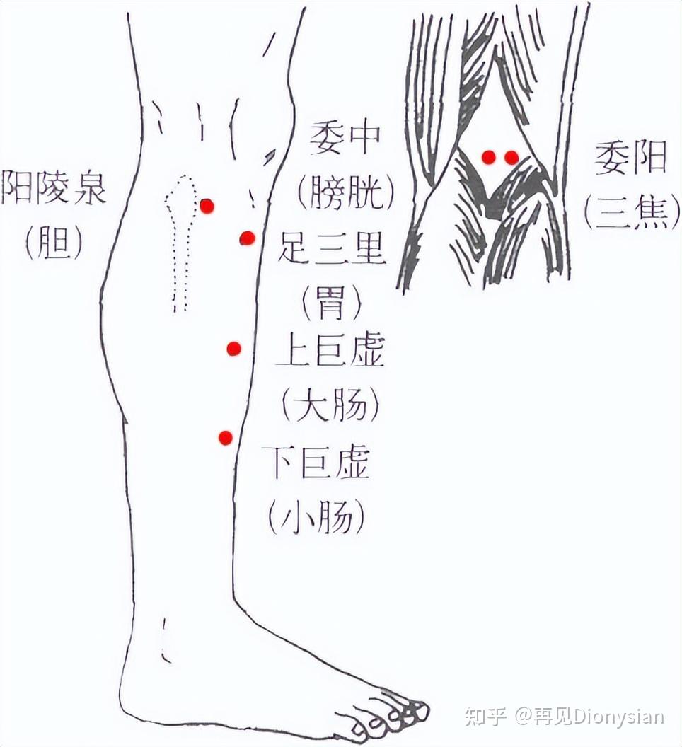 和於大夫從零學中醫針灸篇第五篇下合穴