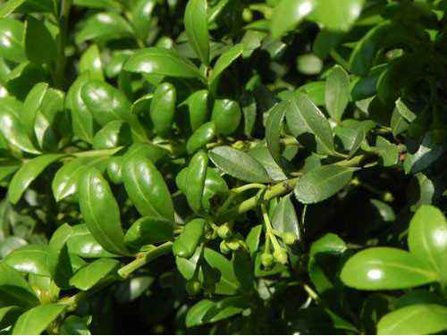 齿叶冬青 图源于网络