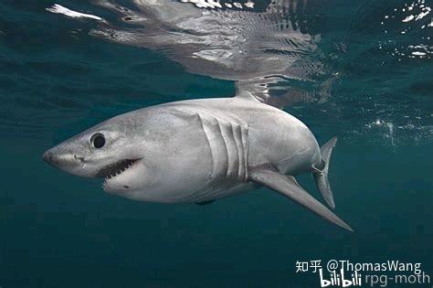 也许,鼠鲨目lamniformes是一个真正伟大的家族,但我