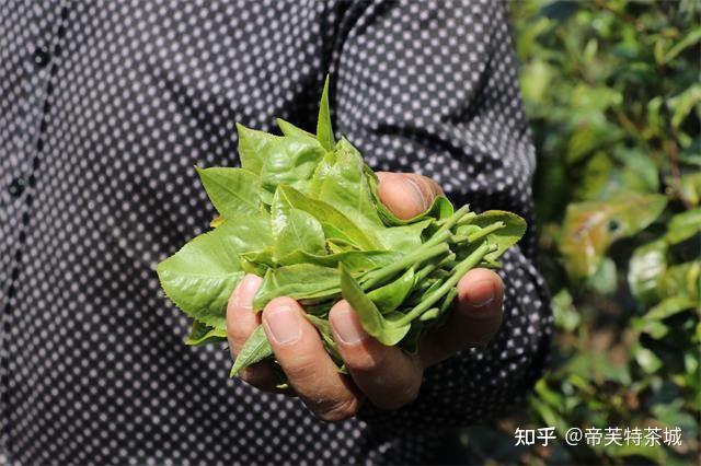 帝芙特說茶:關於雲南大葉種曬青毛茶的官方定義 - 知乎