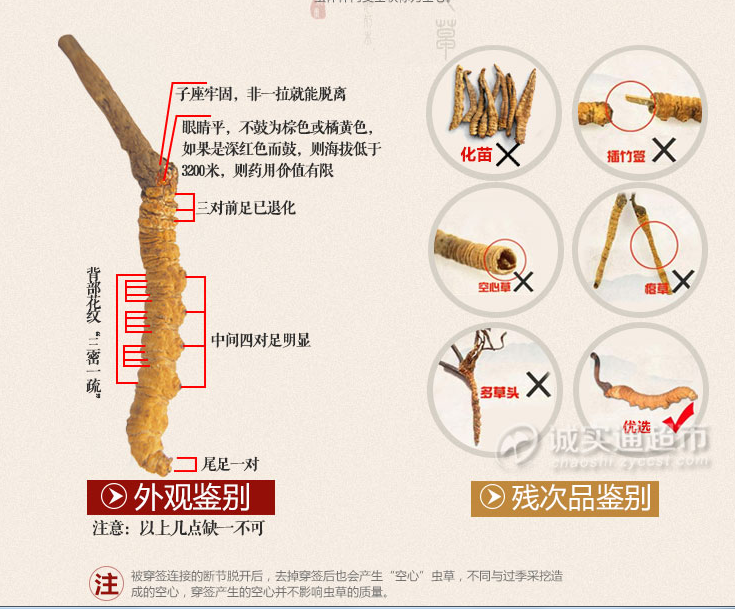 冬虫夏草有用吗?在哪里买是正宗的? - 知乎