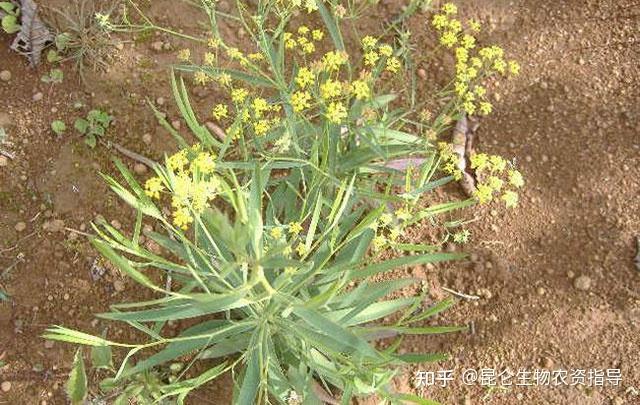 柴胡用什么复合肥?柴胡专用肥是什么肥料?柴胡叶面喷施“昆仑风”长势旺