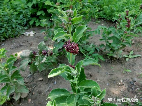 带你识别白薇 - 知乎