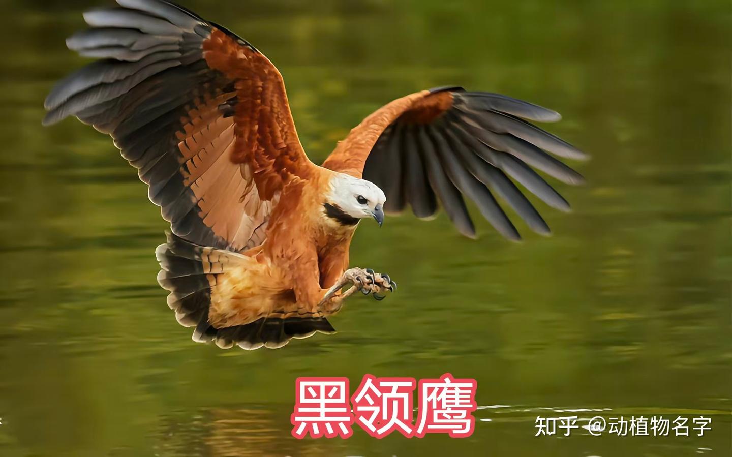 95图带您了解鹰科的鸟类,浅谈雕、鵟、鹰三类天空猛禽的区别 - 知乎