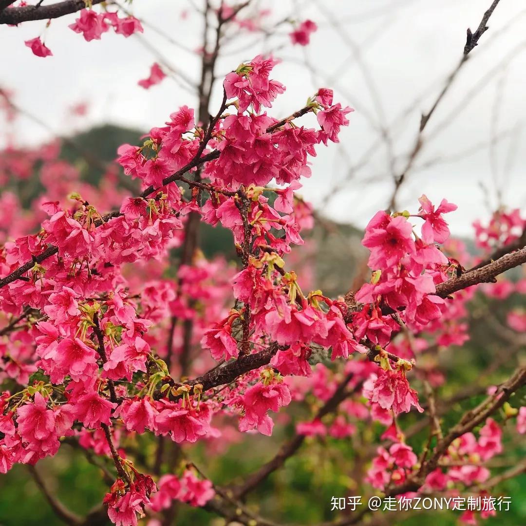 冲绳最好玩的是观鲸踏浪,还是邂逅2019的第一株绯寒樱? - 知乎