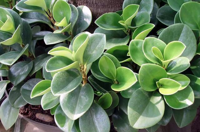 观叶花卉圆叶椒草植物非试管高效快繁