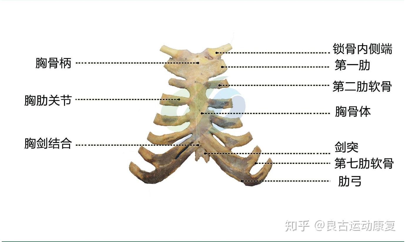 胸剑联合位置图图片