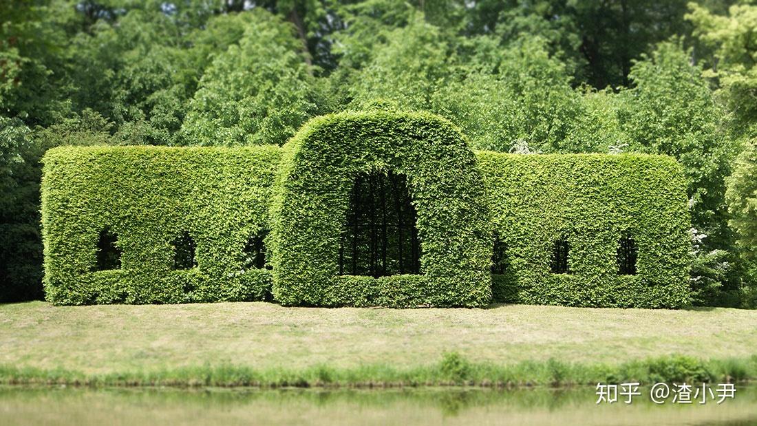 row of bushes or small trees, usually along the edge of a garden