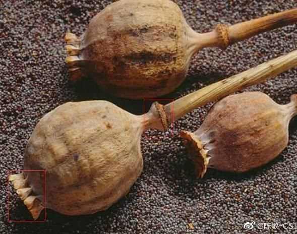 贵州毕节一羊肉粉店老板掺罂粟杆被公诉,他需承担什么法律责任?