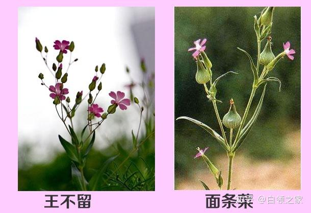 王不留行名字的由来 - 知乎