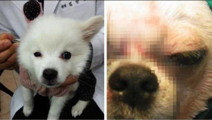 帮爱犬割眼皮 南韩兴起 动物整形风 术后对比成虐待证据 知乎 帮爱犬割眼皮 南韩兴起 动物整形风 术后对比成虐待证据 知乎