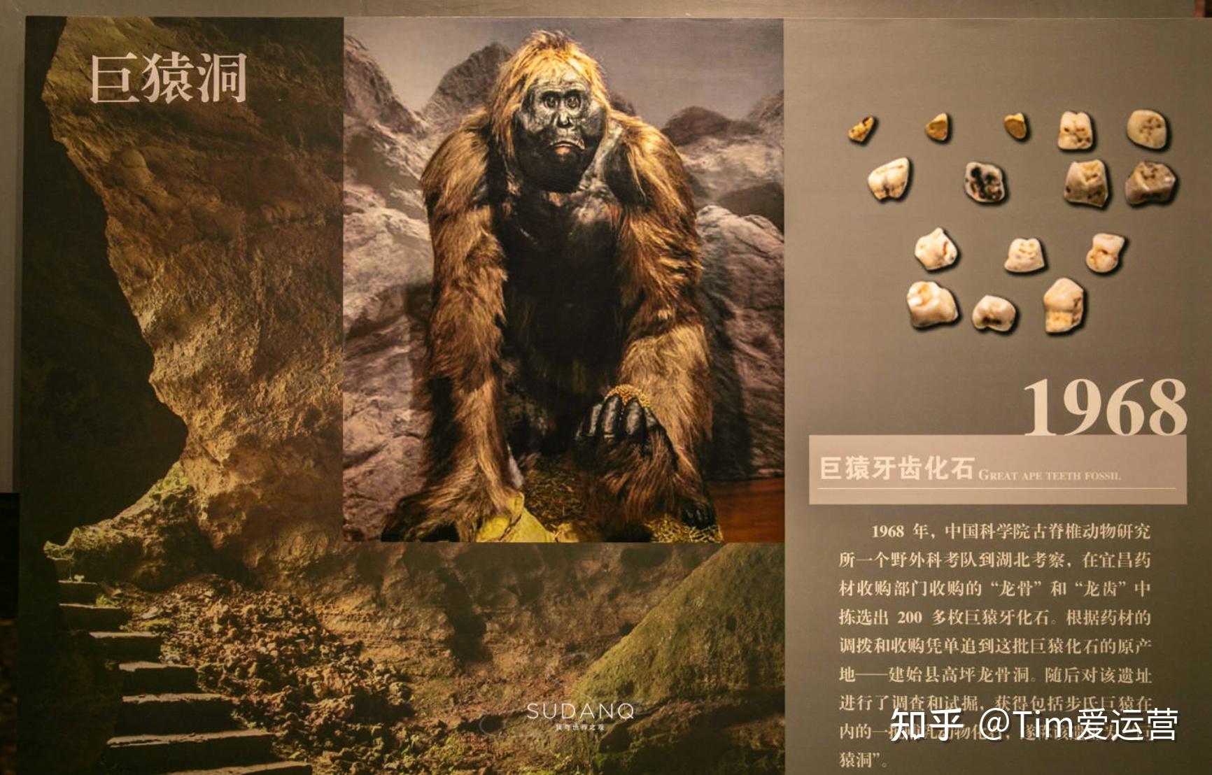 人类的起源在哪里,为什么说“线粒体夏娃学说”不仅仅事关“单一中心起源论”与“多地区起源论”之争,更是全人类的“共同起源”与“种族歧视”之争? - 知乎
