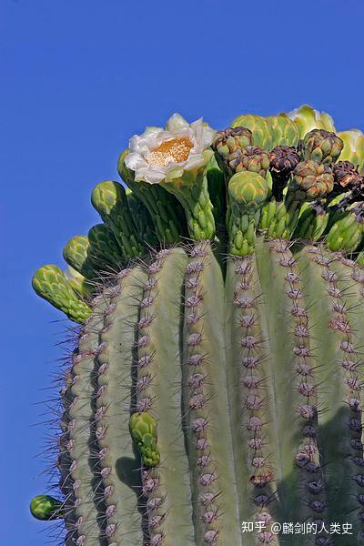 【植物界全系列】仙人掌科—仙人球亚科(四):巨人柱 - 知乎