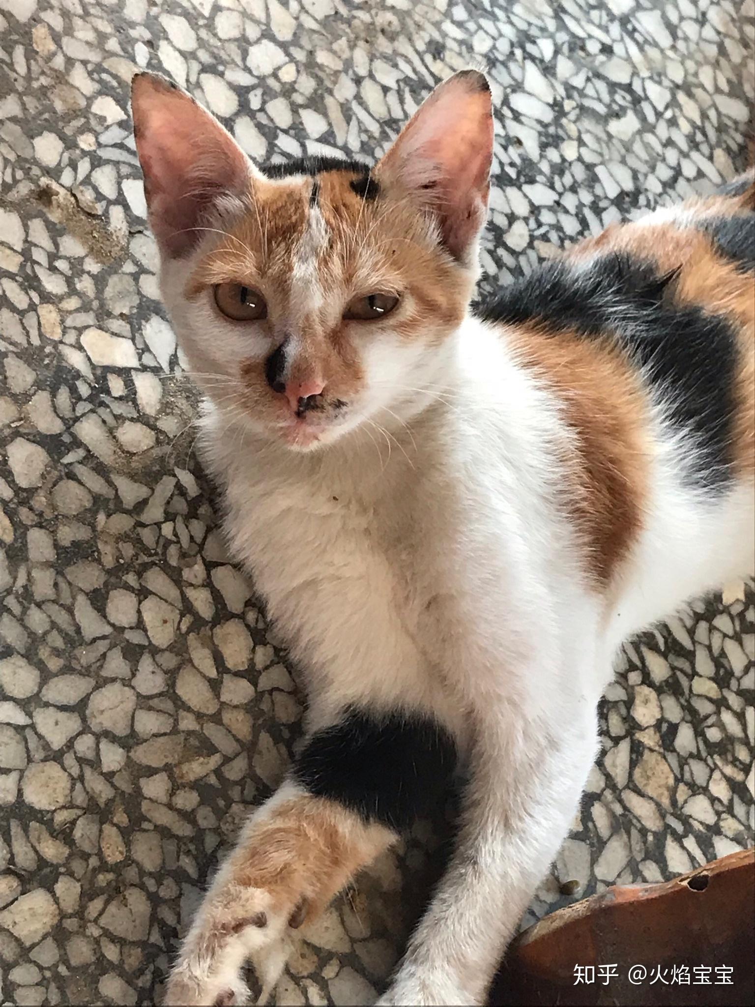 三花猫这个品种是不是养不胖