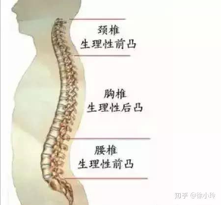 人体颈椎侧面图图片