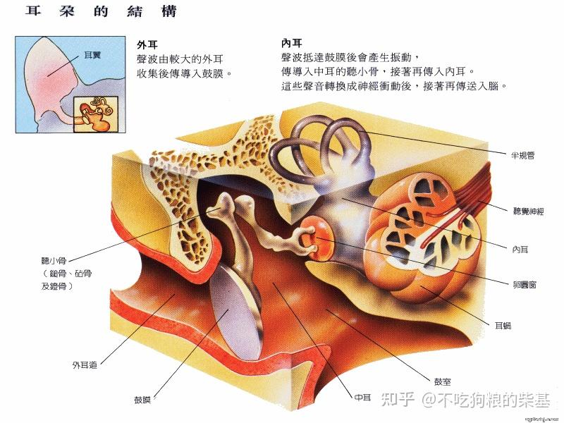 狗鼻子构造解剖图图片