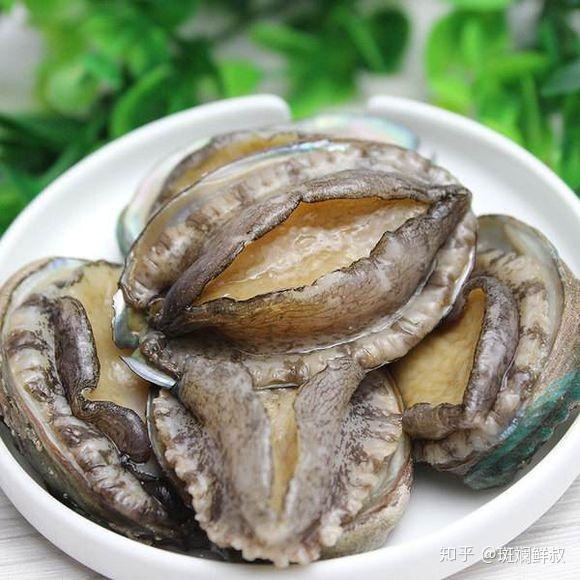 外形特征鲍鱼的身体外边,包裹着一个厚的石灰质的贝壳,它的贝壳是一个