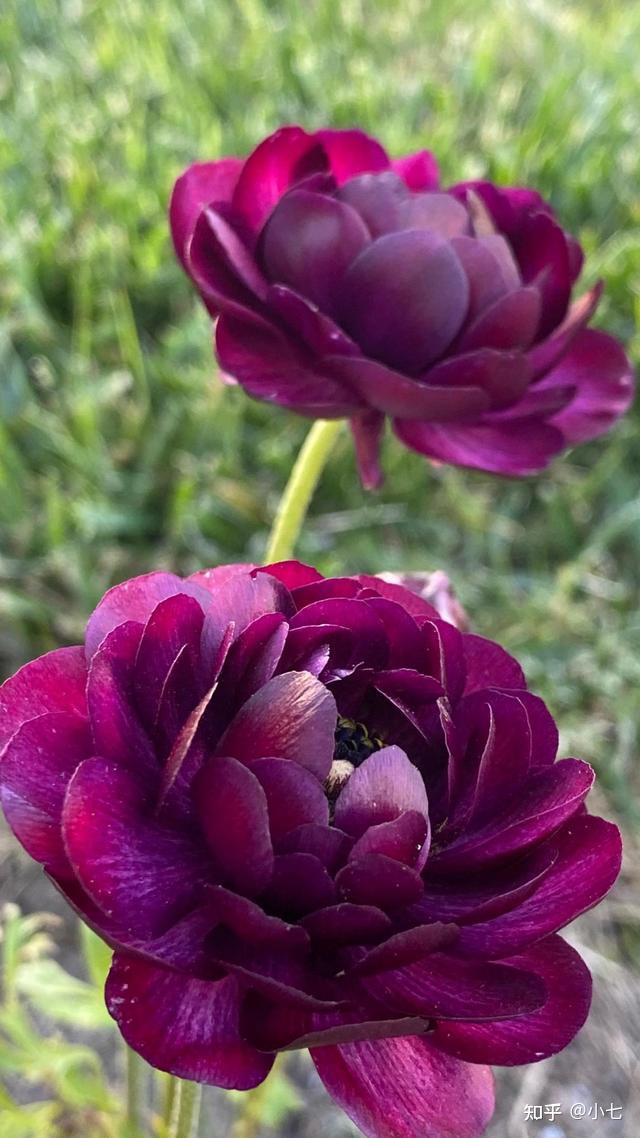 外形酷似牡丹花期特别长夏季也能开比月季生命力还要顽强