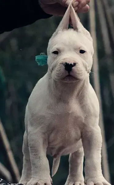 每日一宠杜高犬