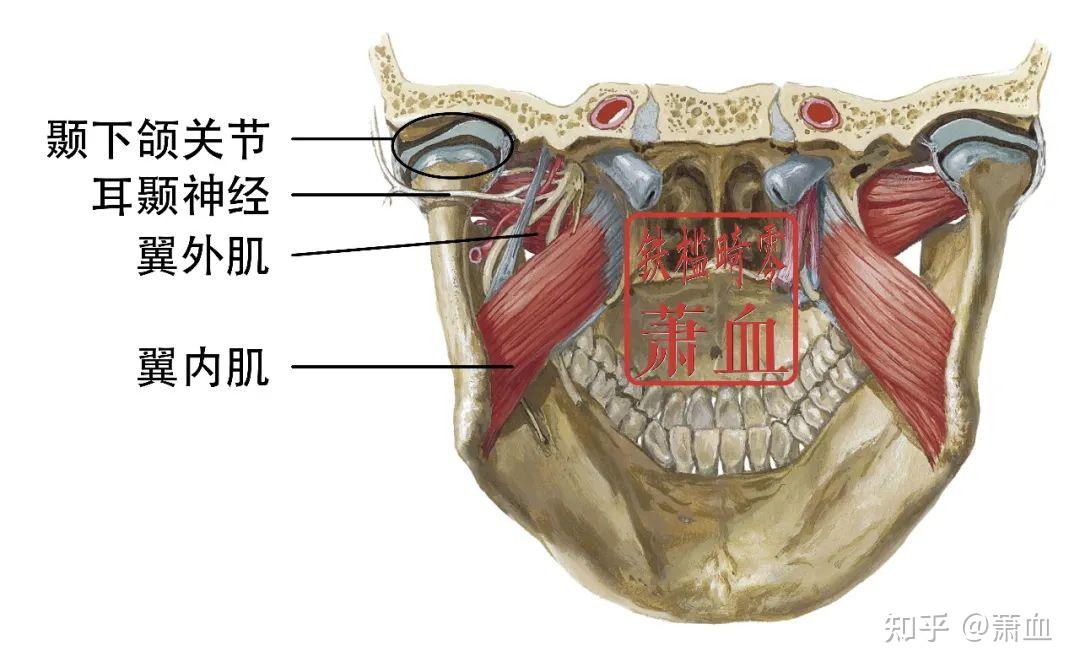 神经卡压|耳颞神经 - 知乎