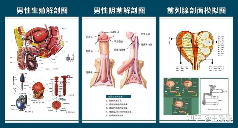 男人的私密小