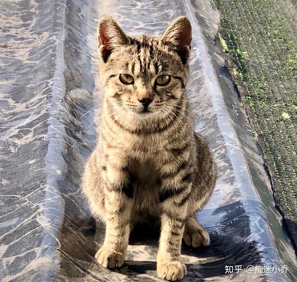 谁说土猫土,这些国内常见的土猫,你告诉我究竟哪里土 - 知乎
