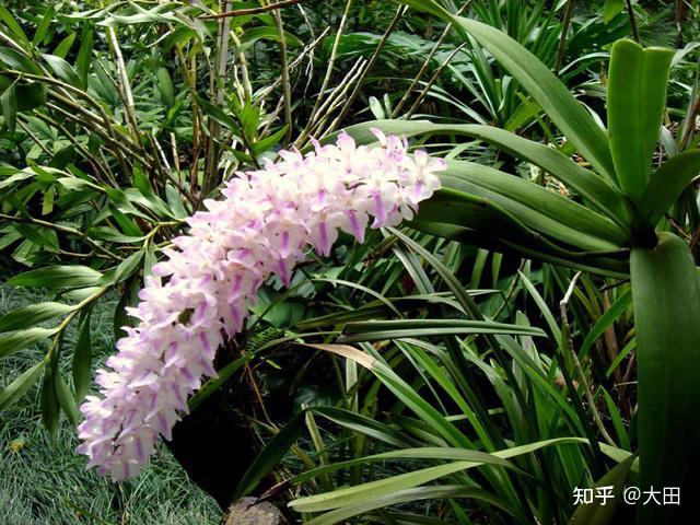 10种附生兰花会让你惊艳不已 - 知乎