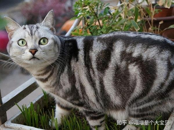分清“美短”和“英短” ,区别挺大,弄懂再养不吃亏 - 知乎