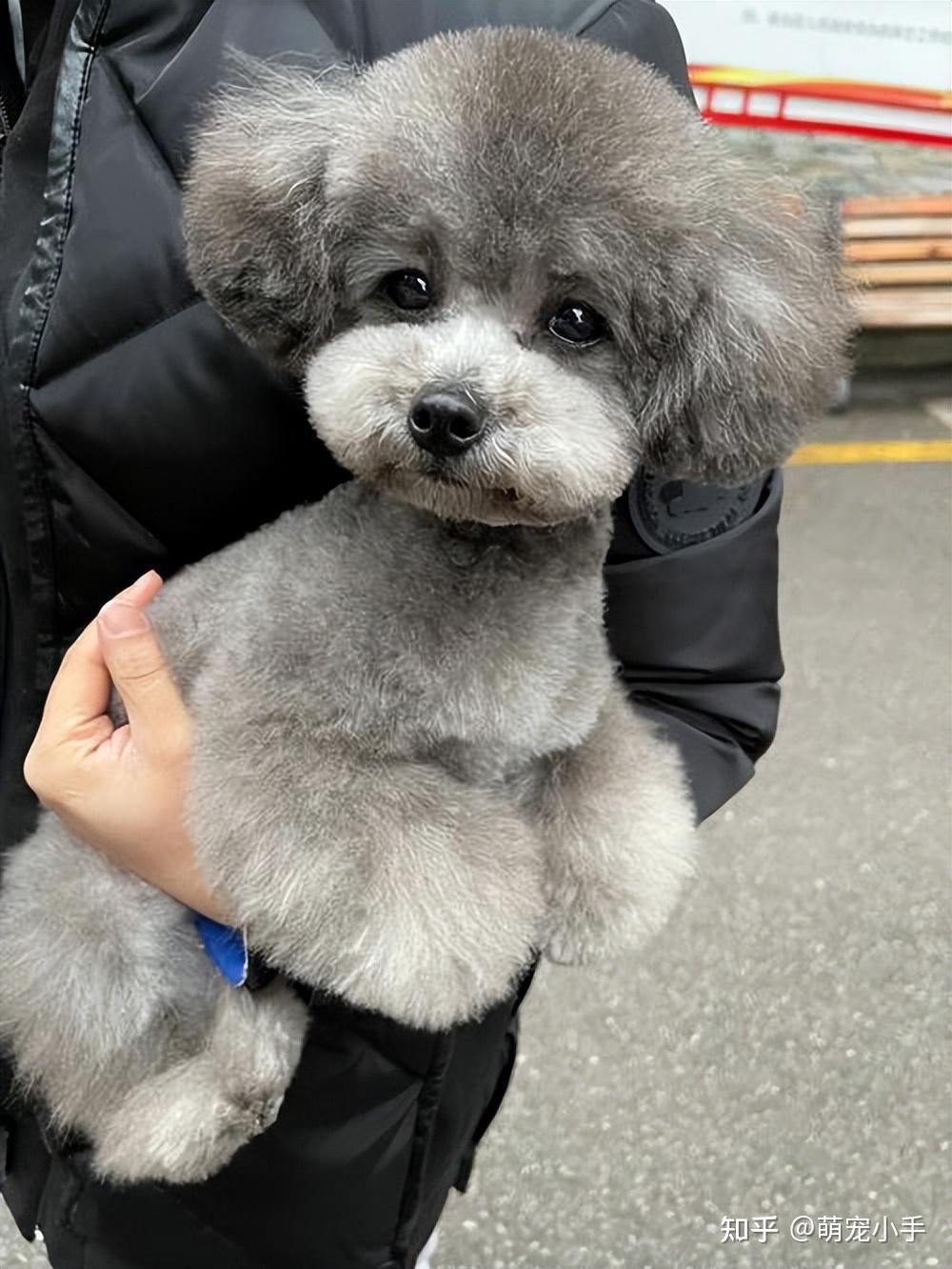 去狗市,1200元买下只泰迪,喂养不到一周,噩梦就开始了