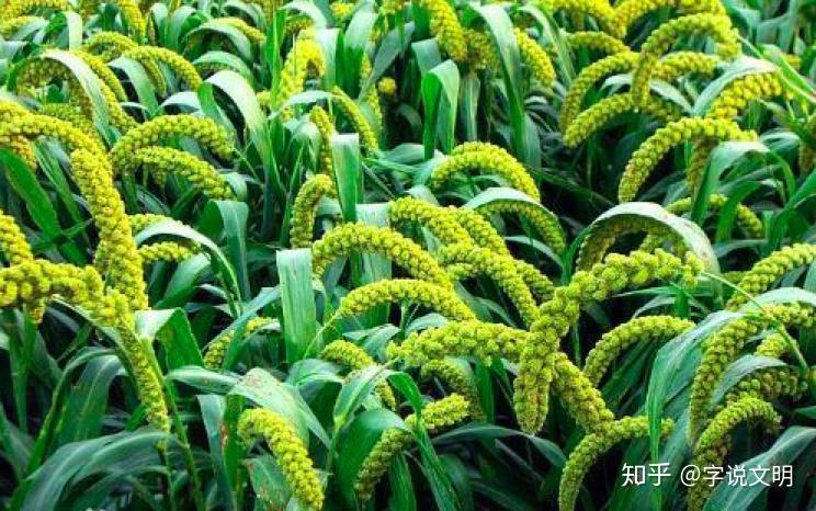 禾——汉字的字元·草木植物 - 知乎