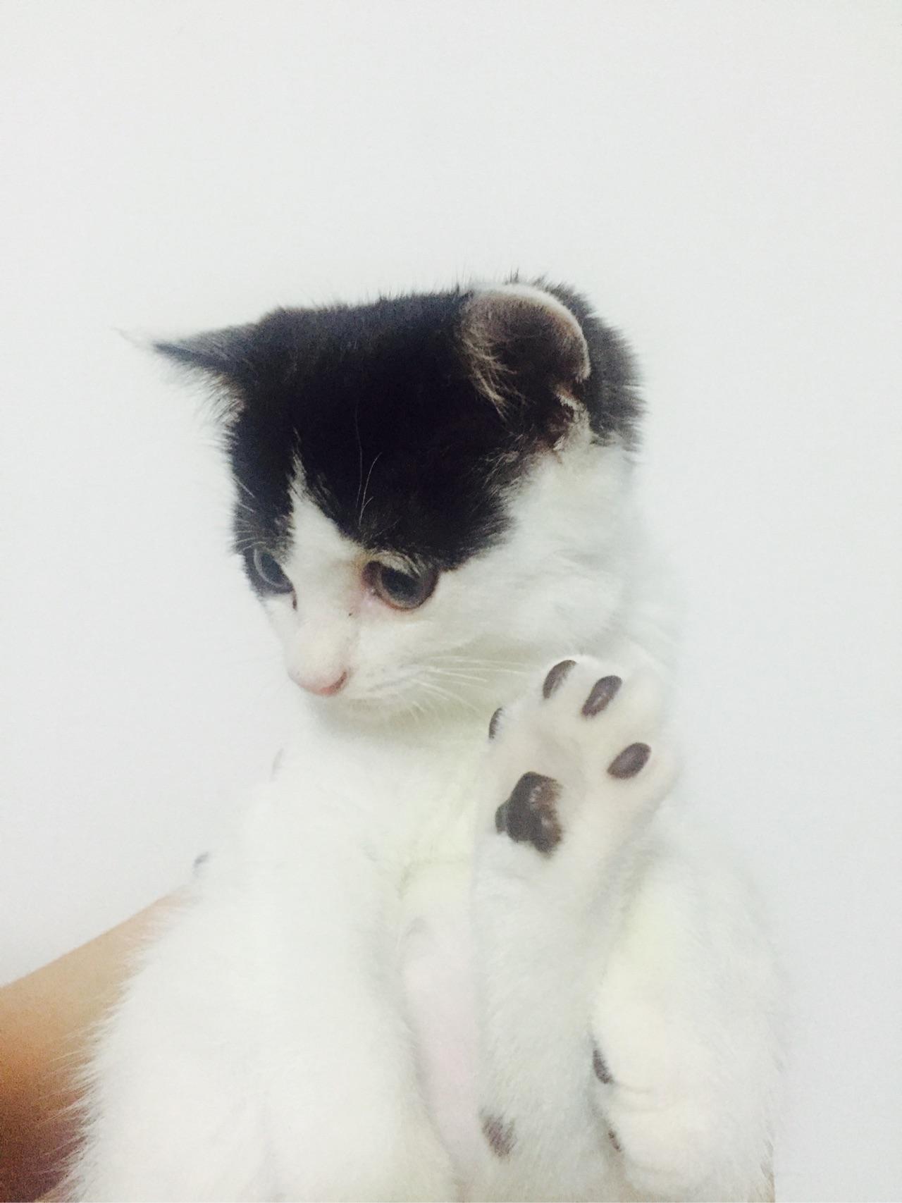 养一只不粘人的猫是什么体验?