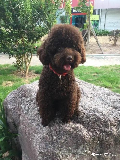 泰迪犬最全毛色合集,吐血整理快收藏! - 知乎