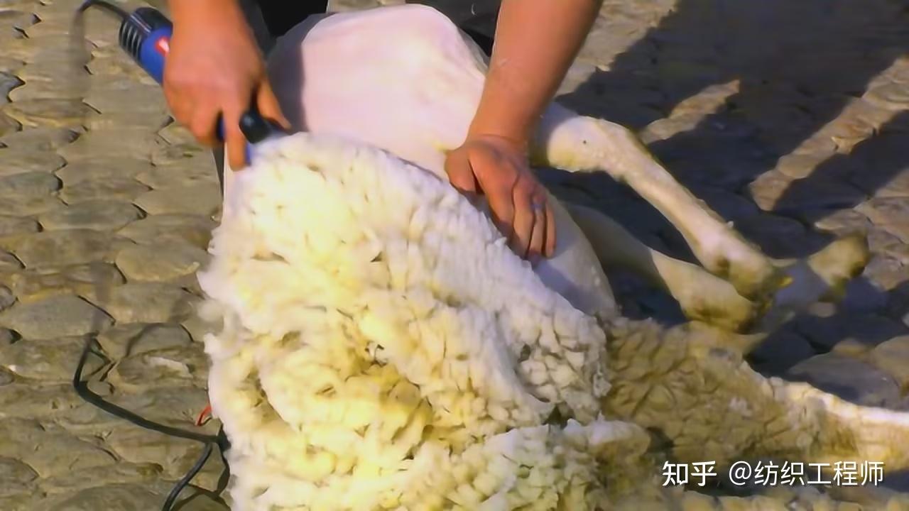 RWS羊毛就是无割尾羊毛吗？ - 知乎