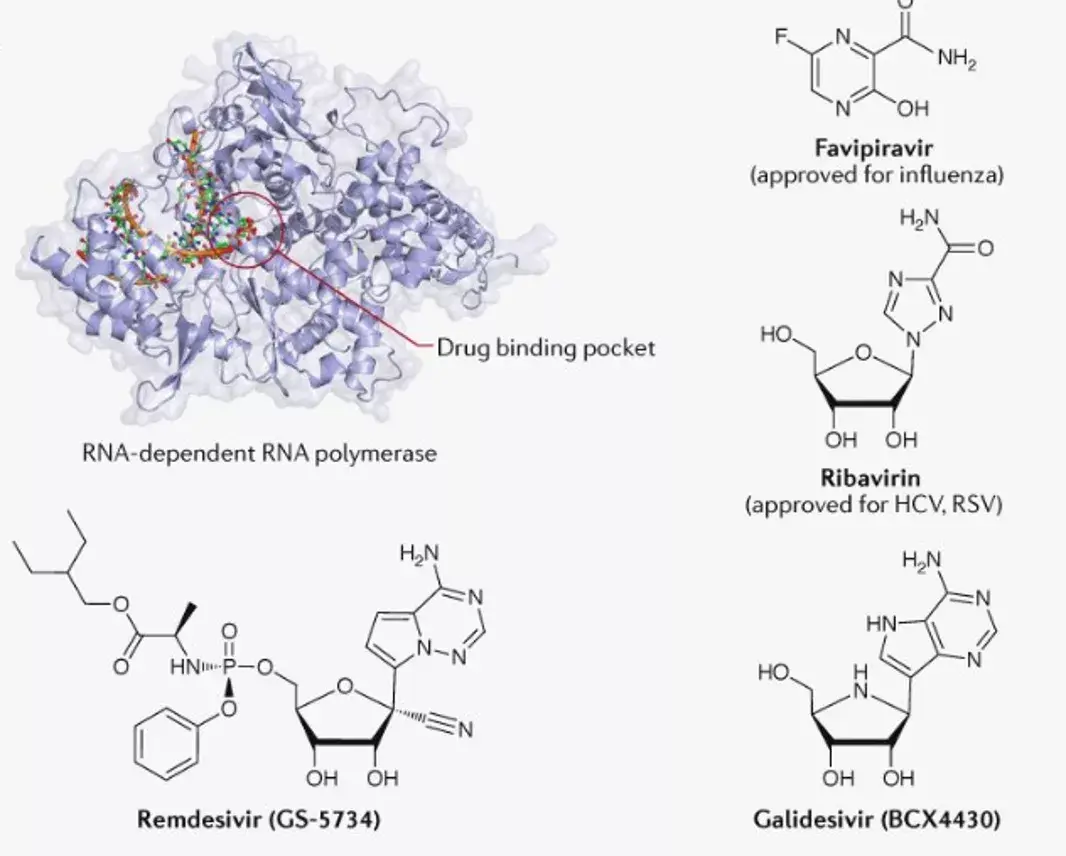 Science丨解析新冠病毒RNA依赖RNA聚合酶（瑞德西韦靶点）高分辨率结构 - 知乎