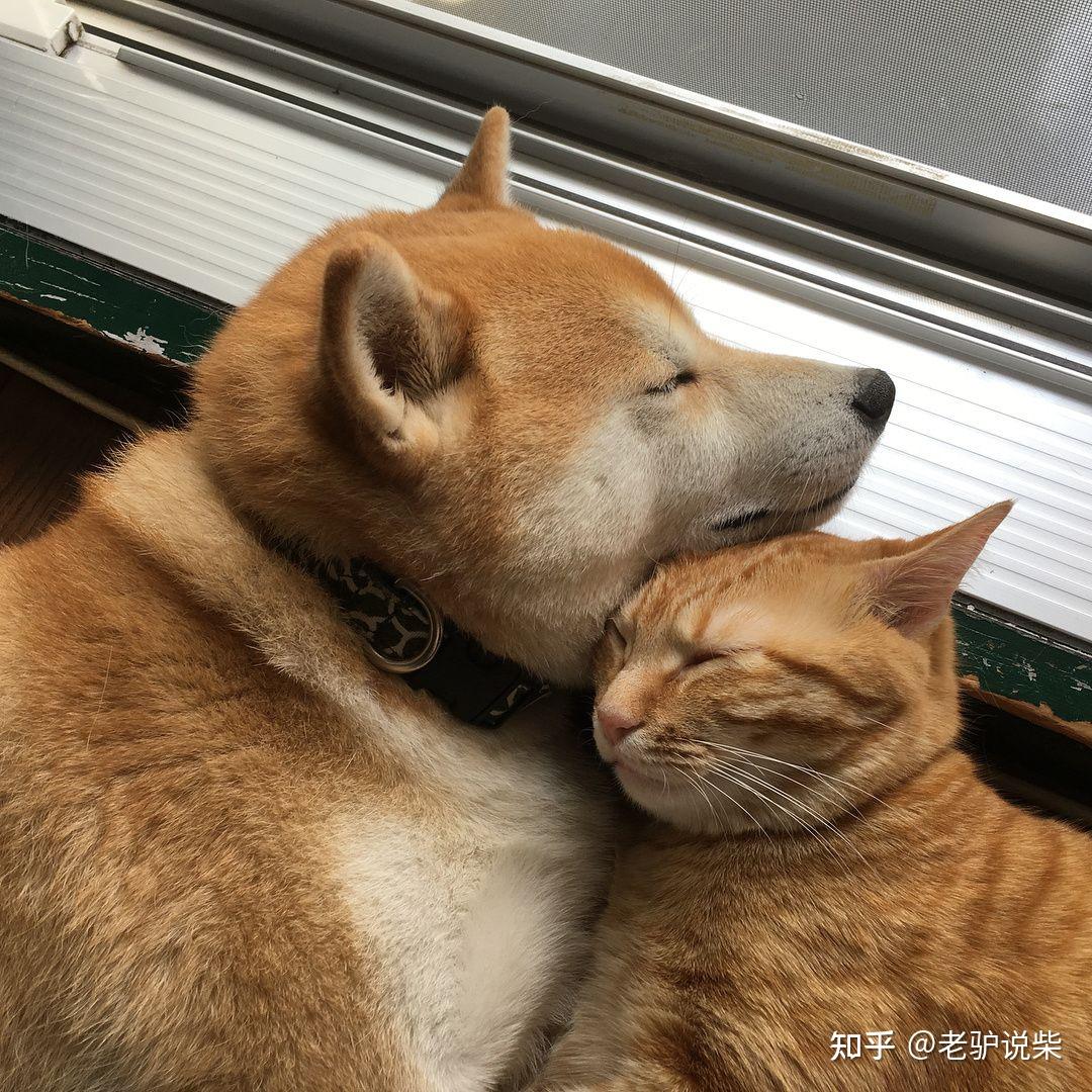 家里的柴犬欺负新来的猫咪怎么办? - 知乎