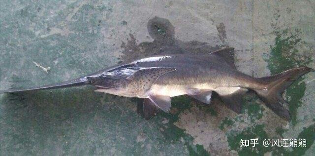 鸭嘴鱼(美国匙吻鲟,鸭嘴鲟)