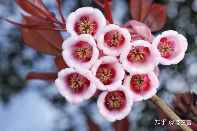 吊钟花的栽种方法和注意事项？ - 知乎