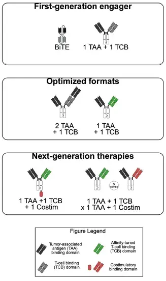 Tce Group.pdf Bio-Share | TCE 加速进入临床应用:结构创新、效力提升与 CMC 平台的关键作用 - 知乎